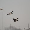 Germani reali in volo